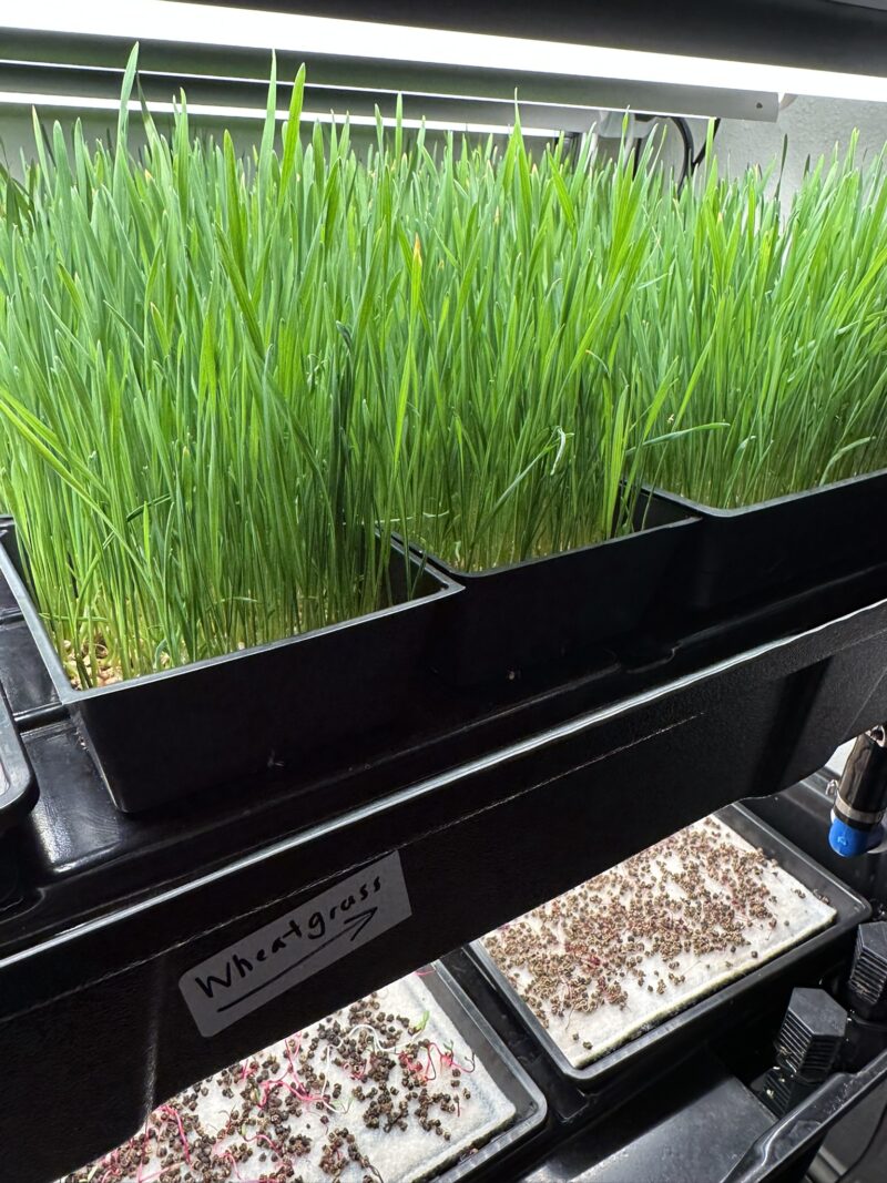 5x5 wheatgrass containers Wheatgrass