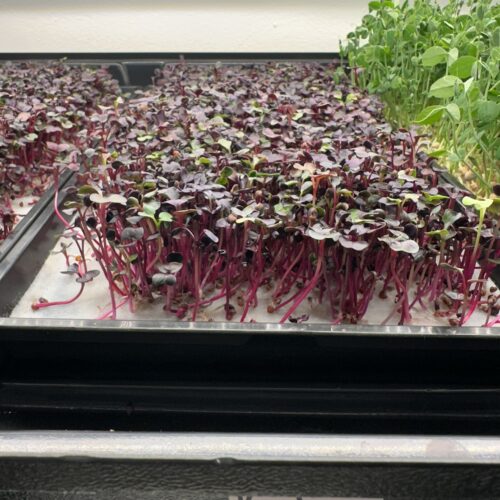 Rambo Purple Radish