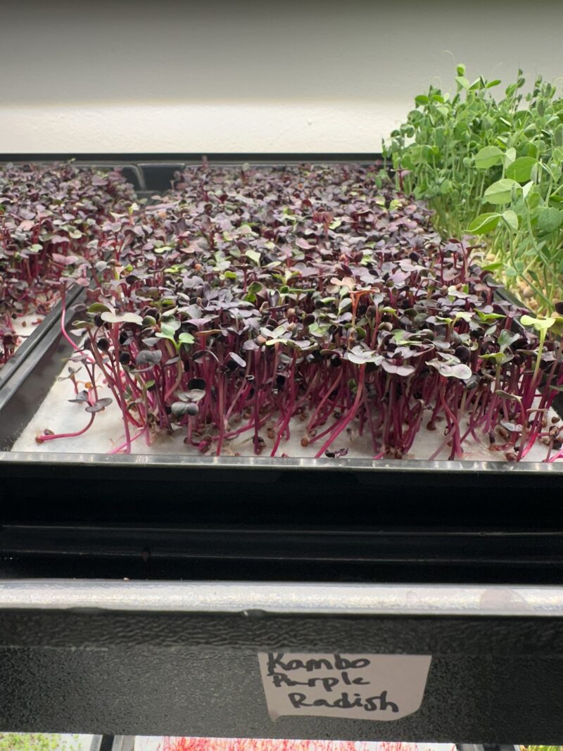 IMG_5772 Rambo Purple Radish