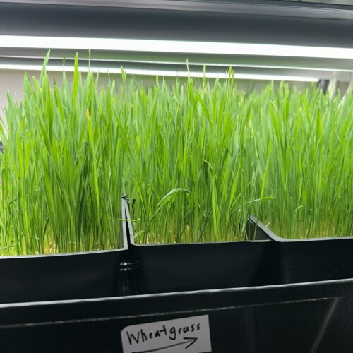 Pet Grass