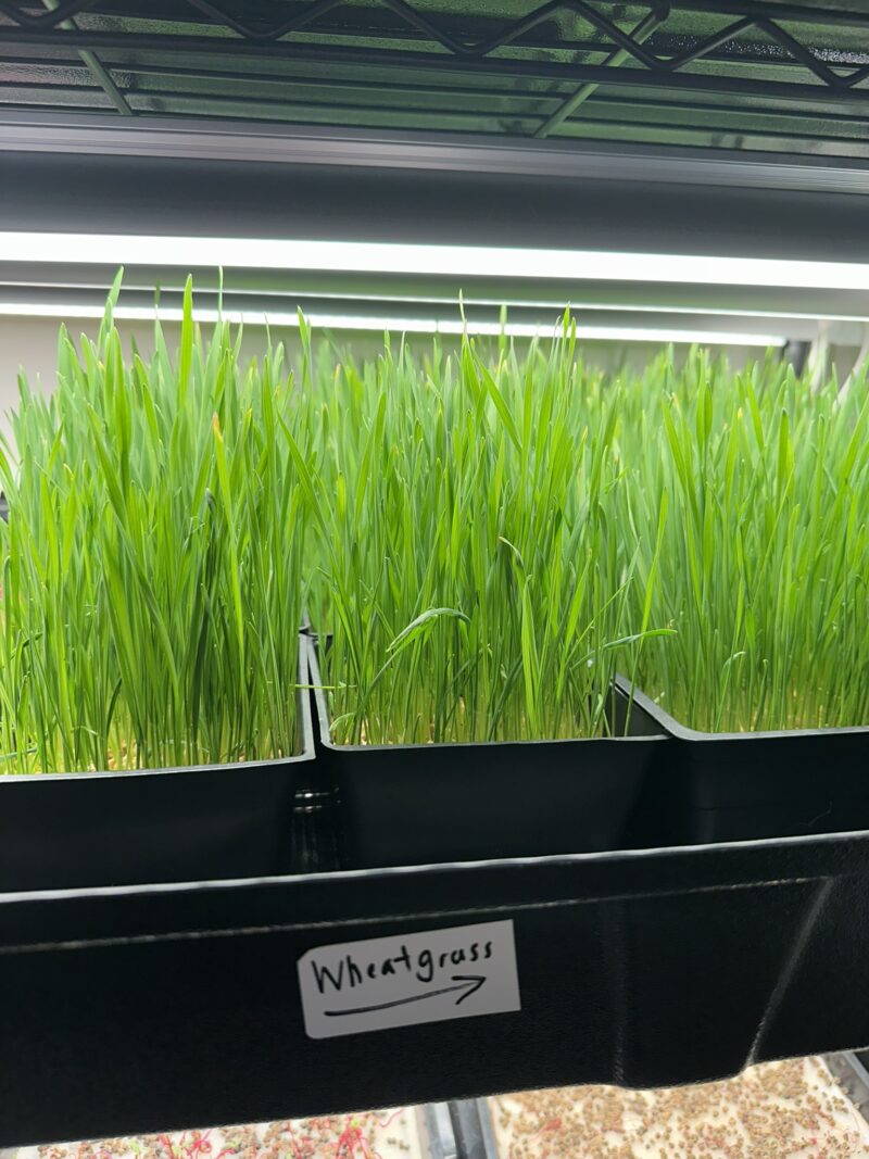 Pet Grass