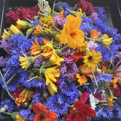 Edible Flowers