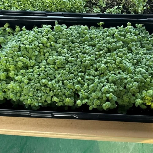 Korean Perilla Shiso