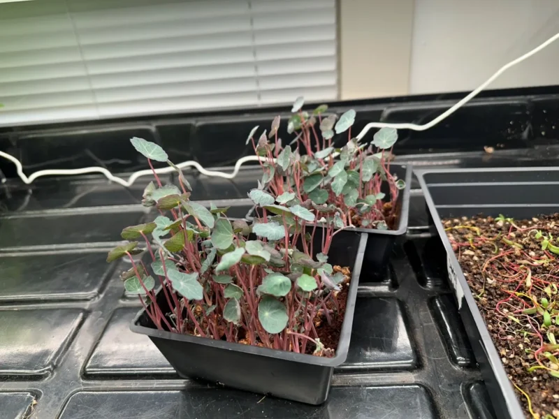 Three Color Daisy Shungiku