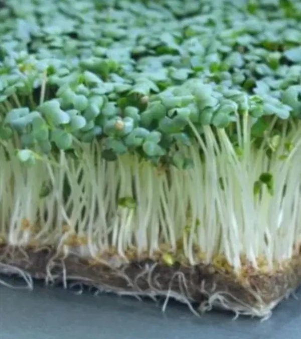 Wasabi Mustard