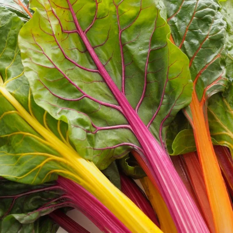 Rainbow Swiss Chard